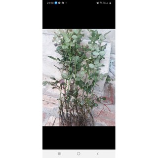cây hồng dễ trần