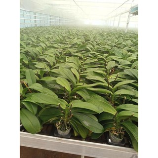 Cây hoa lan hồ điệp đại cốc 3.8 cắt ngồng