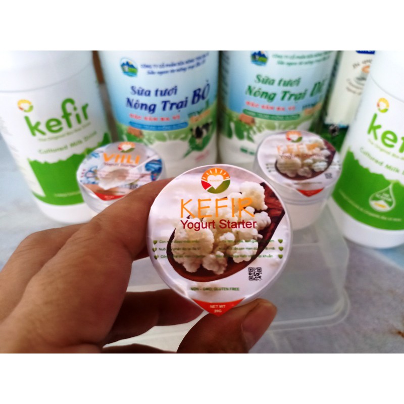 Hạt Sữa Kefir khởi động - Kefir Yogurt Starter Organic Ba Vì.