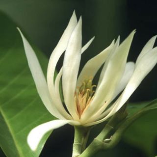 CÂY HOA NGỌC LAN TRẮNG