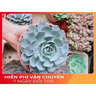 Chậu sen đá hồng phấn size đại