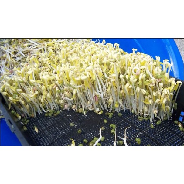 Hạt giống mầm giá đậu xanh  gói 300 hạt siêu dễ trồng kháng bệnh tốt năng suất cao cửa hàng hạt giống uy tín
