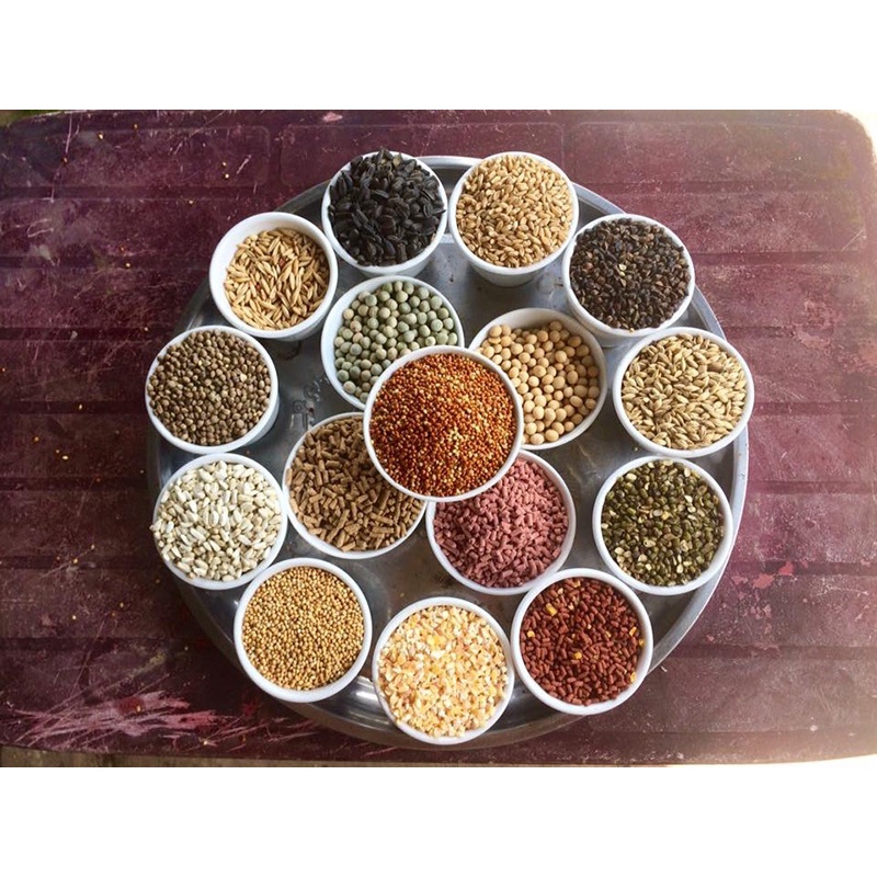 500g Ngũ Cốc cho Gà đá, Chiến kê