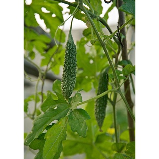 Hạt giống Khổ qua xanh trái dài 253