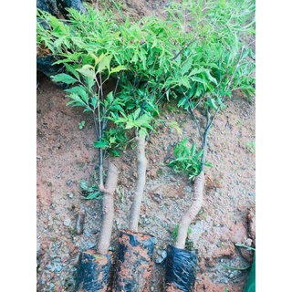 cây giống đinh lăng nếp