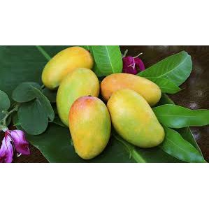 Cây giống Xoài Keo Campuchia