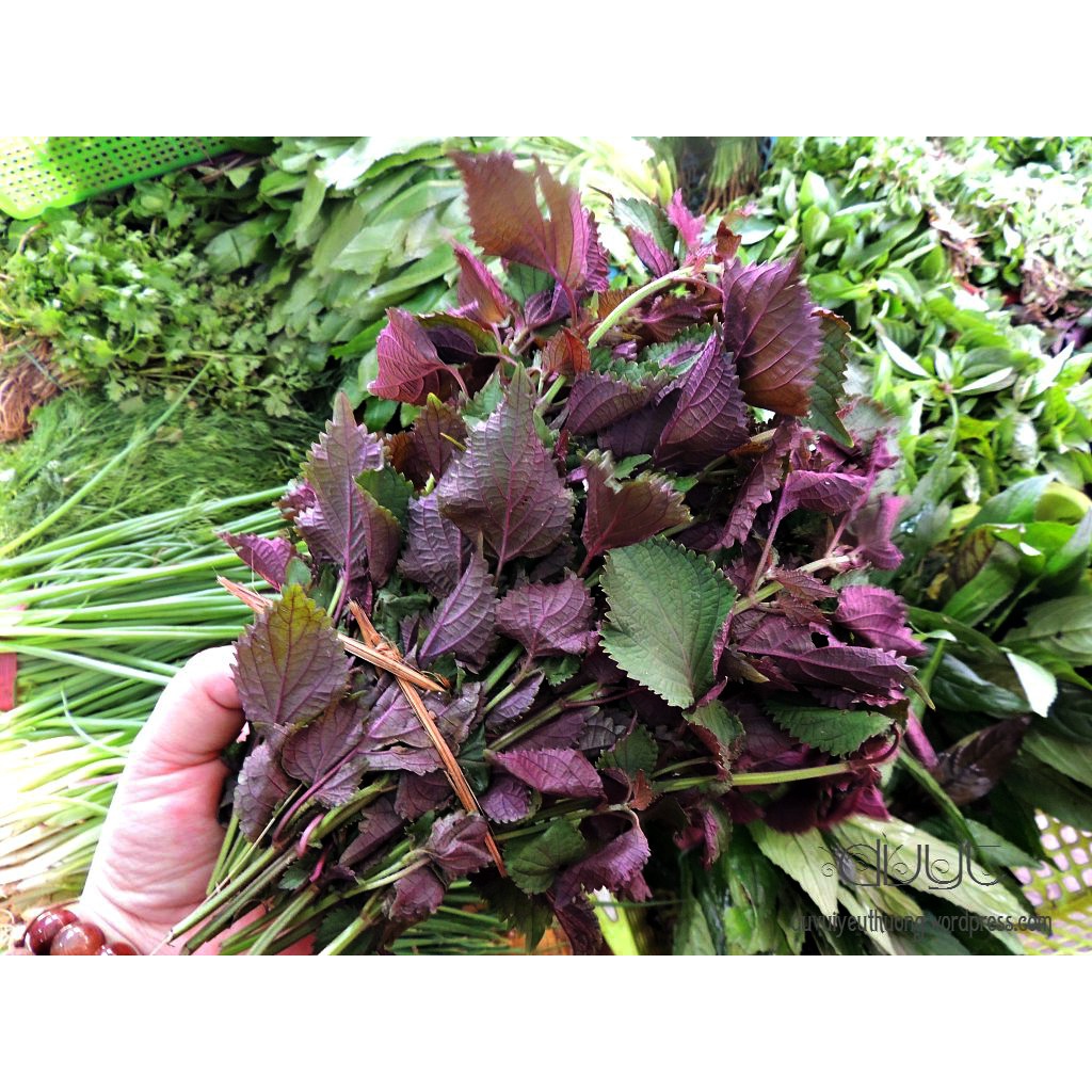 Hạt Giống Cây Rau Tía Tô - 1gr/gói JL23