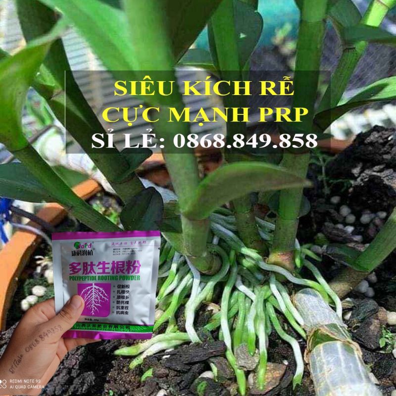 Thuốc kích rễ - siêu kích rễ PRP- HÀNG TRUNG ƯƠNG TQ