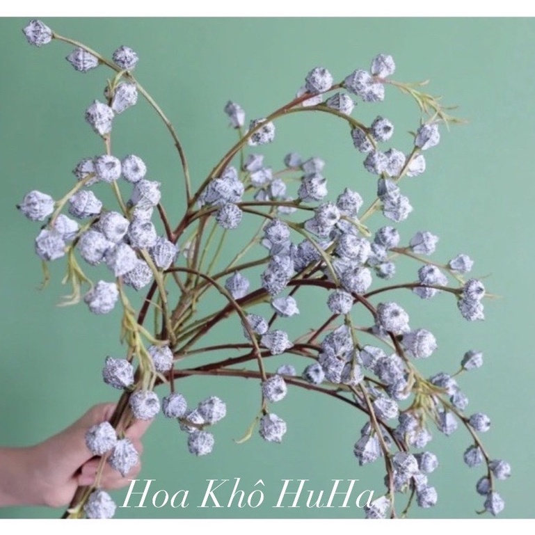 Hoa Bạch Đàn Cổ Điển Vintage