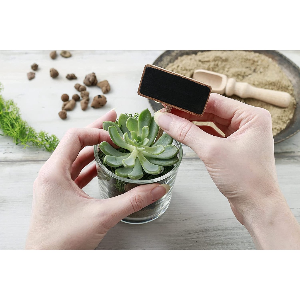 Bộ sưu tập Rosette rạng rỡ | Các loại HẠT GIỐNG Cây mọng nước hình hoa hồng trong nhà được chọn lọc bằng tay