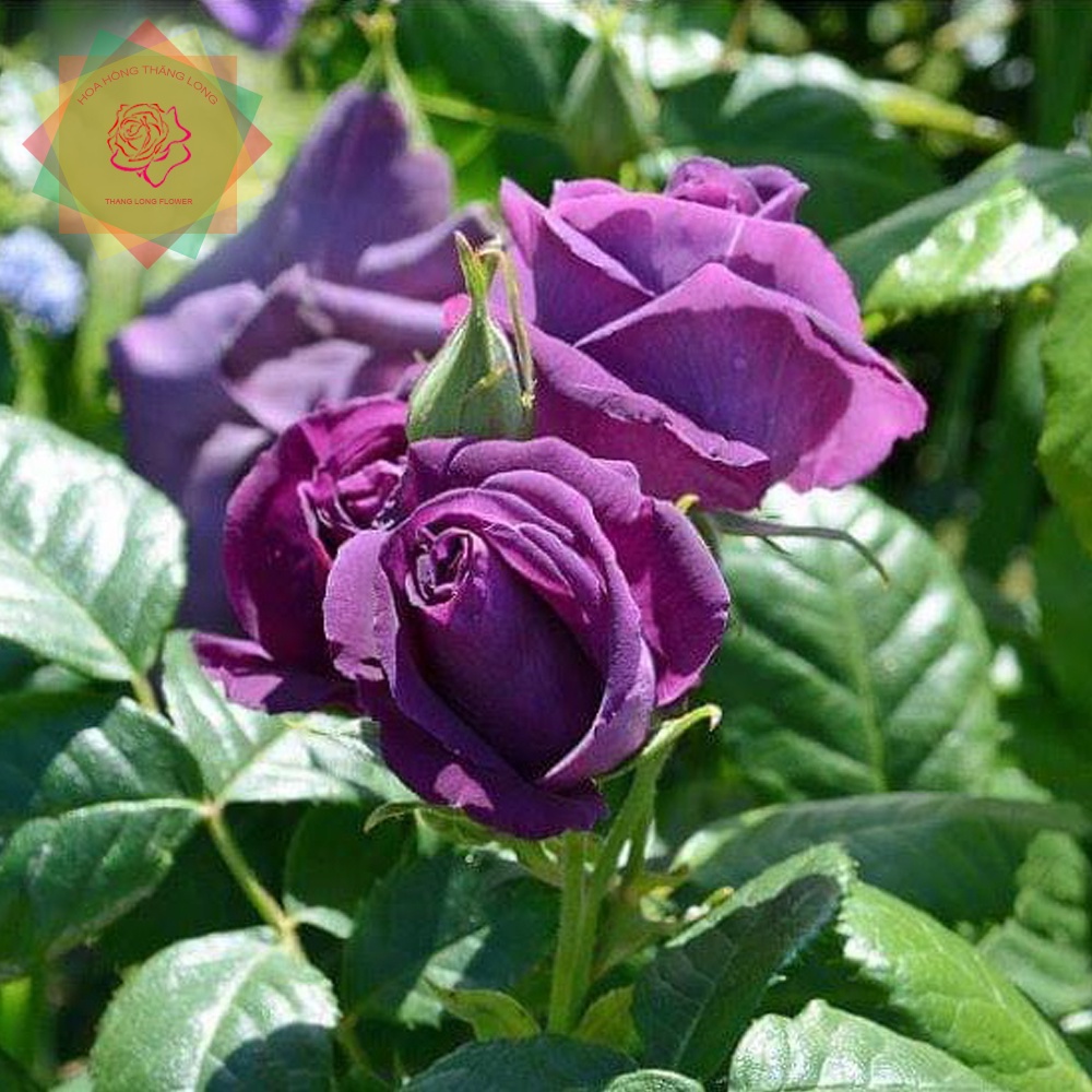 Cây hoa hồng ngoại Minerva tím đậm đà  - Hoa hồng Thăng Long Flower
