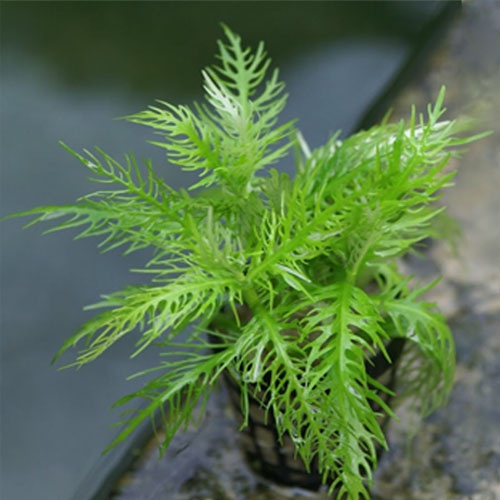 cây thủy sinh Liễu thơm - 20k/10 ngọn ( lá cạn )