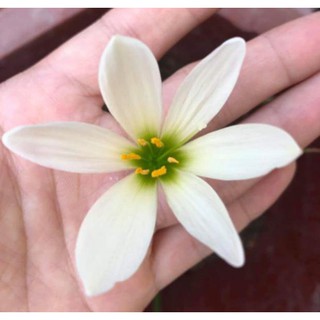 1 củ huệ mưa màu trắng