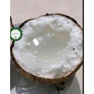 Dừa Sáp Bi Cầu Kè Đặc Ruột