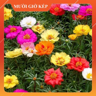 [Mix 10 -12 Màu] Hạt Giống Hoa 10h Mỹ