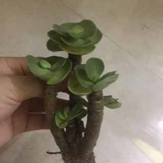 Combo thạch lan + lá đỏ đốm trắng + lá sần