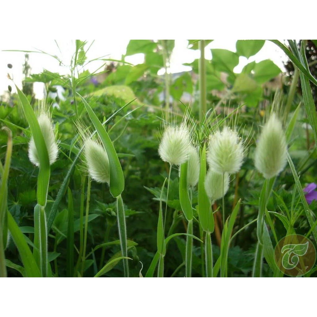 Hạt giống cỏ đuôi thỏ - Tặng gói hạt ngẫu nhiên