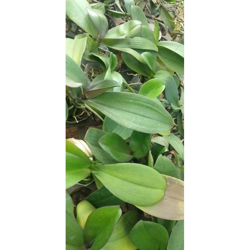 Hoa lan hồ điệp đại
