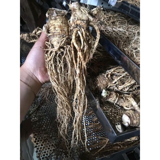 sâm đương quy khô 1kg