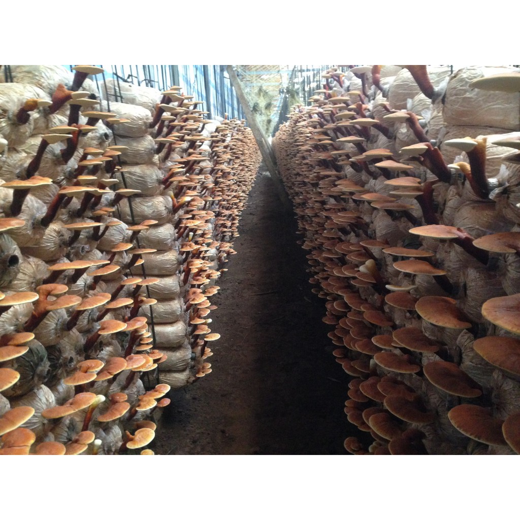 Nấm linh chi đỏ Đà Lạt cao cấp CNV 500g x 2