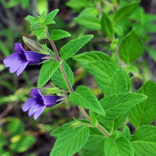 Hạt Giống Cây Nhân Trần - cây dược liệu - 200 hạt - HGT