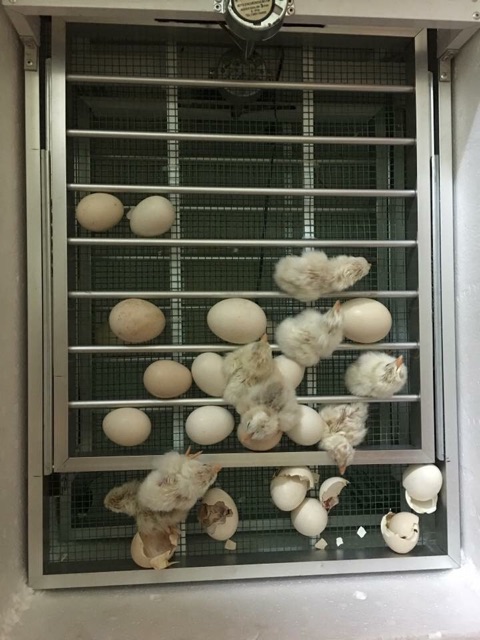 Máy Ấp Trứng Đảo Tự Động 56 Trứng - Máy Ấp Trứng Ánh Dương Loại Mới