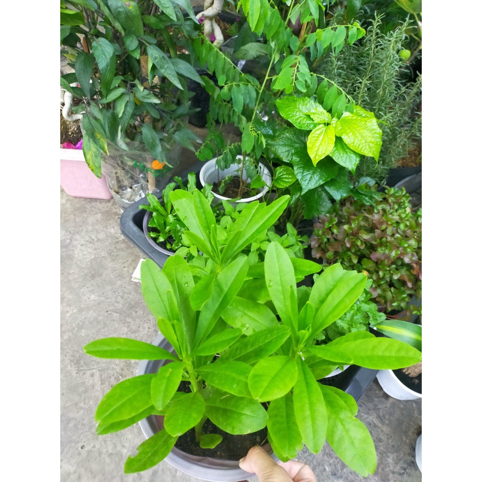 cây sâm đất rau sâm mồng tơi , thổ sâm cao ly, sâm thảo, sâm đông dương (talinum fruticosum)