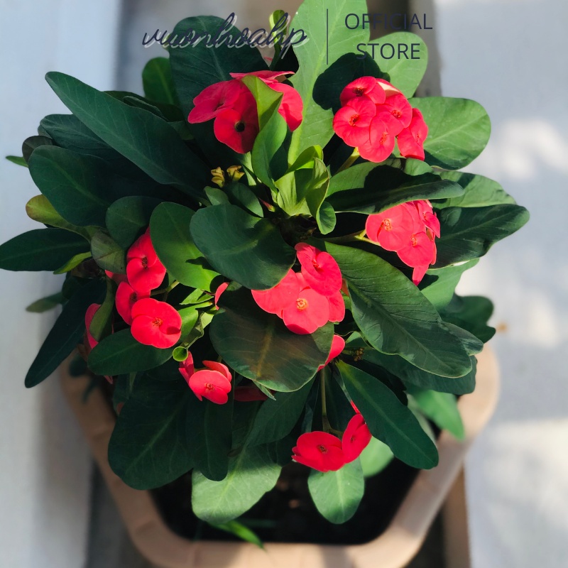 Cây xương rồng bát tiên hoa đỏ cao 50 cm