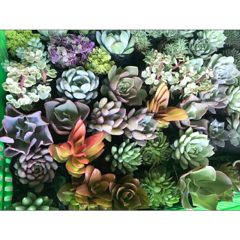 Combo 10 sen đá size bầu 5-7cm (10 loại khác nhau)