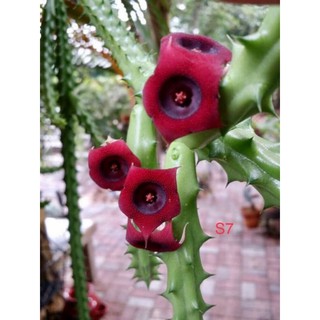 Cây xương rồng sao biển hoa đỏ Huernia schneideriana Red dragon