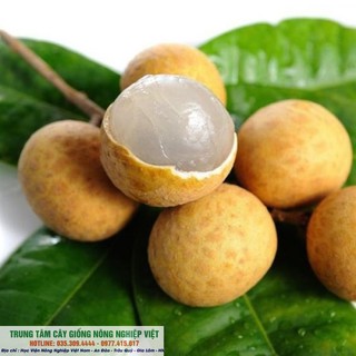Cây Giống Nhãn Muộn Hưng Yên