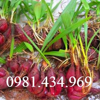 Sâm Đại Hành  sp9