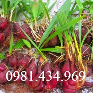 Sâm đại hành sp9