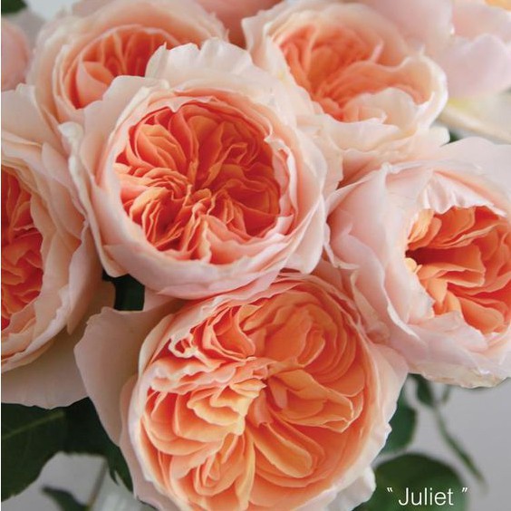 Gói 20 Hạt Giống Cây Hoa Hồng juliet-siêu đẹp Hoa Hồng Ngoại JulieTuyệt Đẹp Rose Tặng Kích Rễ luckyseed hạt siêu rẻ