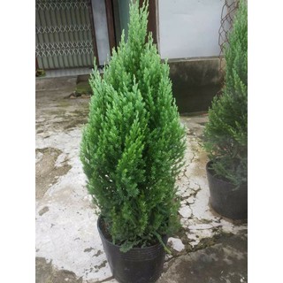 Cây Sơn Tùng( 80cm 1m) tặng kèm phân bón