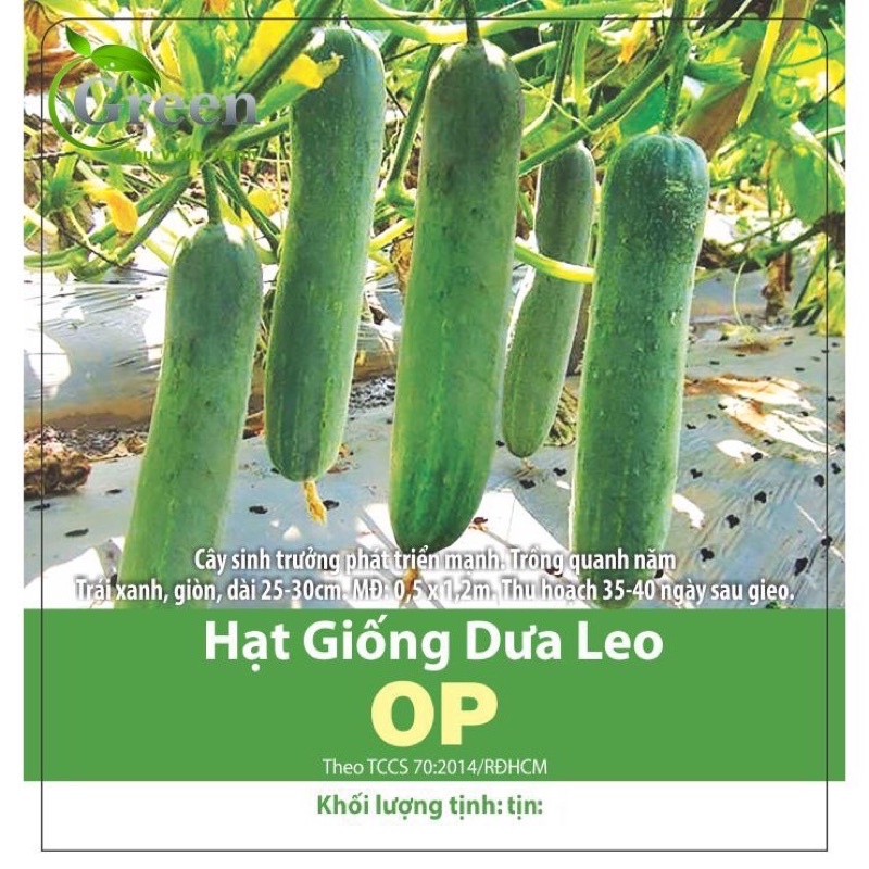 Hạt giống dưa leo OP