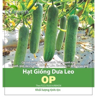 Hạt giống dưa leo OP
