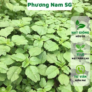 Hạt giống rau dền cơm Phương Nam 5gr, hạt giống hữu cơ, dễ trồng