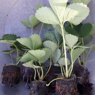 Bộ 100 viên nén xơ dừa ươm hạt