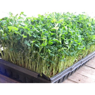 500g Đậu Hà Lan nhập khẩu Mỹ