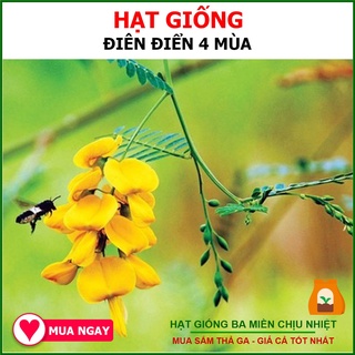Hạt Giống Hoa Điên Điển (Sesbania sesban) 1Gram
