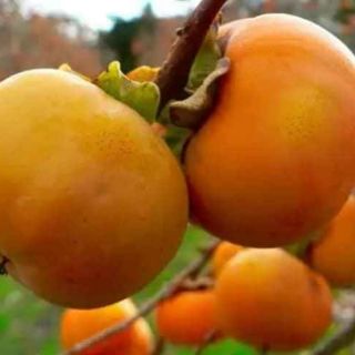 Cây giống hồng đen nhật bản