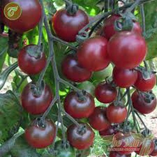 Hạt giống cà chua bi socola (30H)