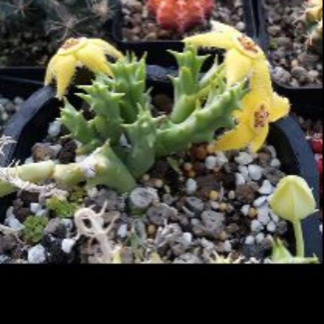 Sao biển Orbea semota var. lutea