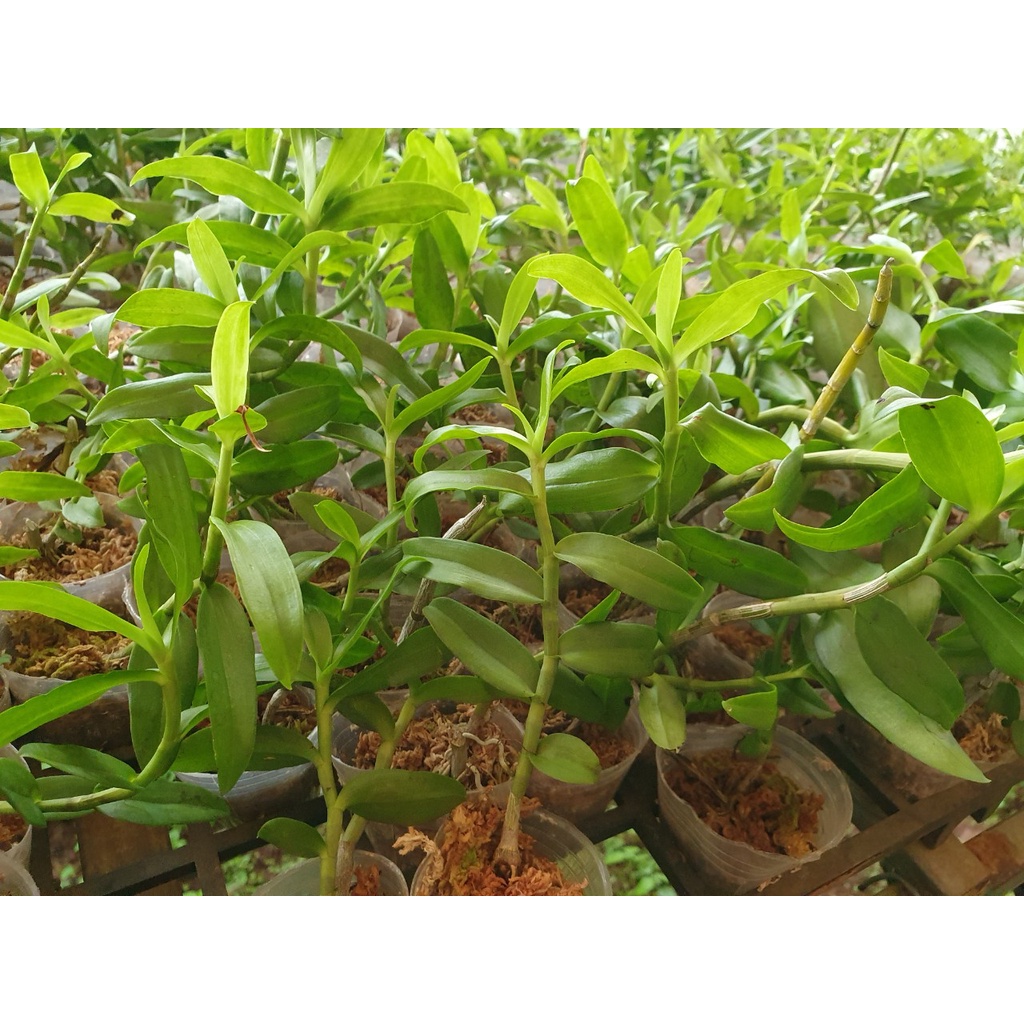 [Giá hủy diệt] phi điệp 5ct mủi trắng