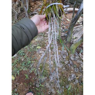 hoa phong lan hoàng thảo kèn