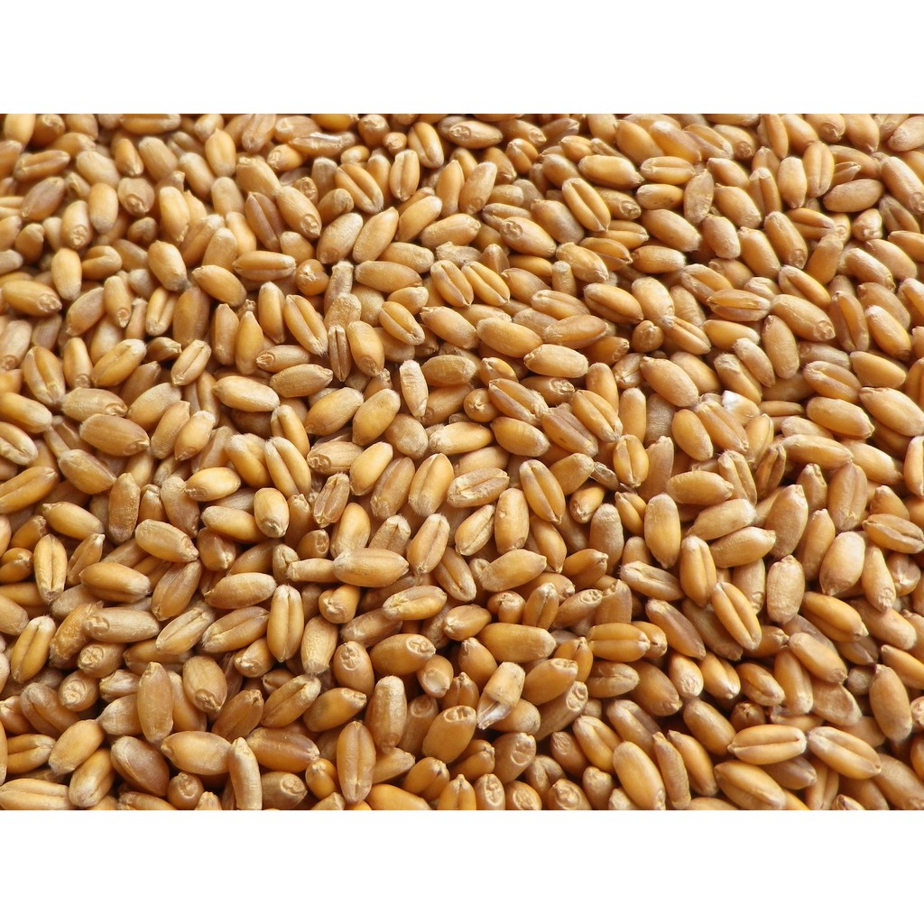 Hạt Lúa Mì ÚC Organic (1kg) - Có thể trồng cỏ lúa mì