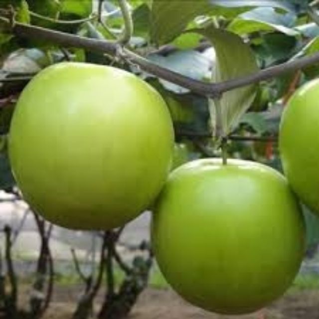 Cây táo thái lan siêu trái, quả to, giòn, ngon ngọt, mới về