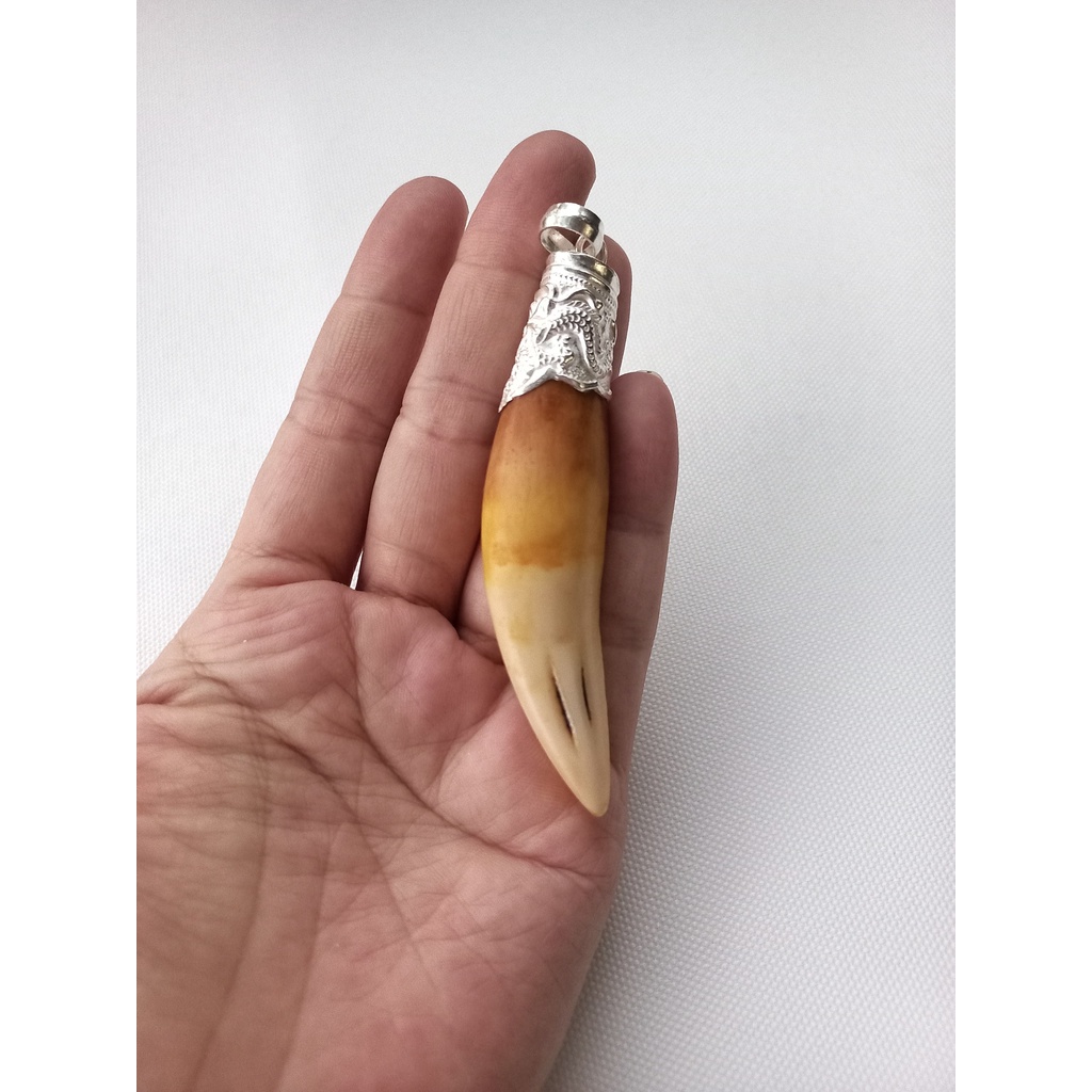 Nanh cọp nhân tạo 7cm bọc bạc