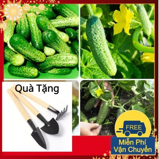 Hạt Giống Dưa Chuột Bao Tử Tặng Bộ Dụng Cụ Mini Trồng Cây Tặng Bộ Dụng Cụ Mini Trồng Cây
